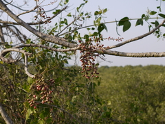 Lannea coromandelica