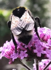 Bombus vestalis