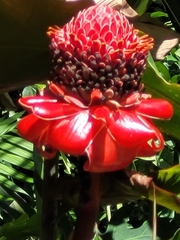 Etlingera elatior