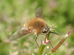Bombylius canescens