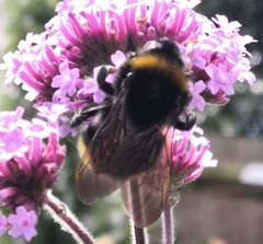 Bombus vestalis
