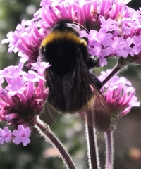 Bombus vestalis
