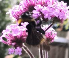 Bombus vestalis