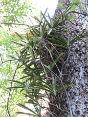 Cyrtorchis arcuata