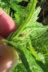 Galerucella calmariensis