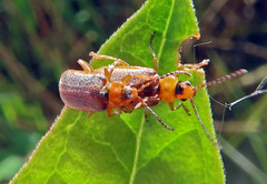 Galerucella calmariensis