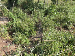 Diospyros lycioides nitens