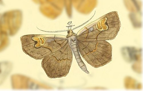 Discosema birenosa