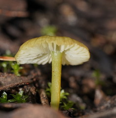 Entoloma rodwayi