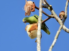 Brotogeris sanctithomae