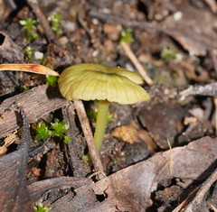 Entoloma rodwayi