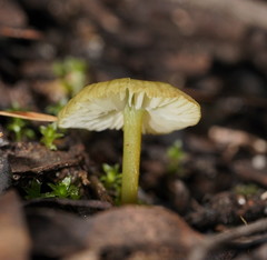 Entoloma rodwayi