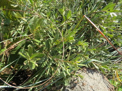 Diospyros lycioides nitens