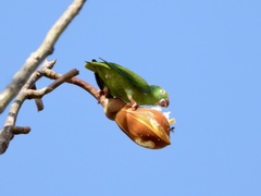 Brotogeris sanctithomae