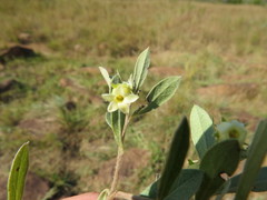 Diospyros lycioides nitens