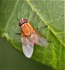 Dichaetomyia