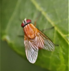 Dichaetomyia