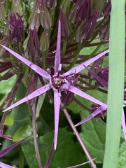 Allium cristophii
