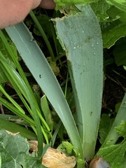 Allium cristophii