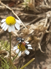 Cylindromyia