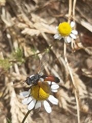 Cylindromyia