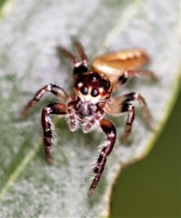 Opisthoncus alborufescens