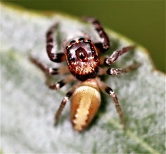 Opisthoncus alborufescens