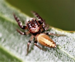 Opisthoncus alborufescens