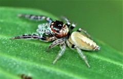 Opisthoncus alborufescens