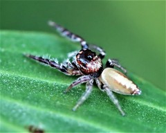 Opisthoncus alborufescens