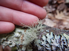 Usnea subgracilis