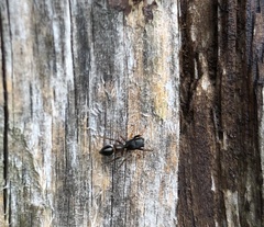 Leptorchestes berolinensis