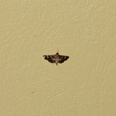 Desmia ufeus