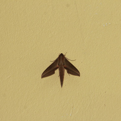Xylophanes neoptolemus