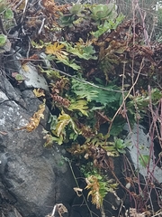 Polypodium macaronesicum image