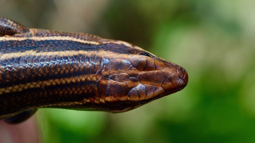 Southeastern Five-lined Skink