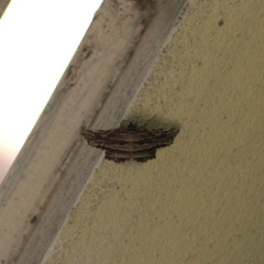 Diagrapta lignaria