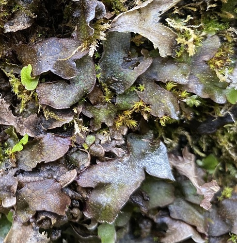 Pečeňovky (Marchantiophyta)