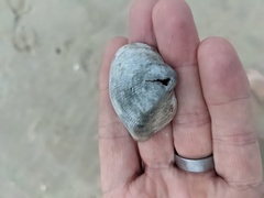 Cucullaea labiata