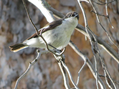 Ficedula hypoleuca