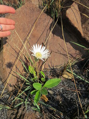 Gerbera viridifolia