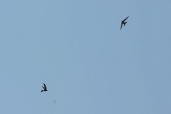 Apus pacificus