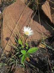 Gerbera viridifolia