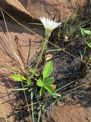 Gerbera viridifolia