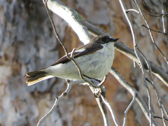 Ficedula hypoleuca