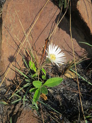 Gerbera viridifolia