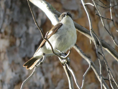 Ficedula hypoleuca