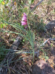Gladiolus crassifolius