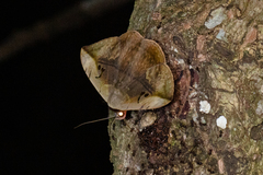 Hypopyra vespertilio