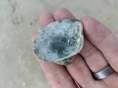 Cucullaea labiata